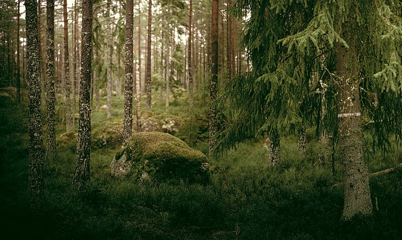 Der Wald als Konsummotiv in Schwedischer Literatur